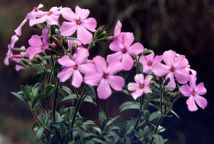 Phlox amoena 'Rosea' in bloom in a sunny clearing of the Appalachians